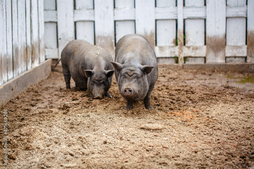 Naklejka premium black domestic pig in mud and a puddle near a wooden fence. Agriculture - Livestock farm in summer