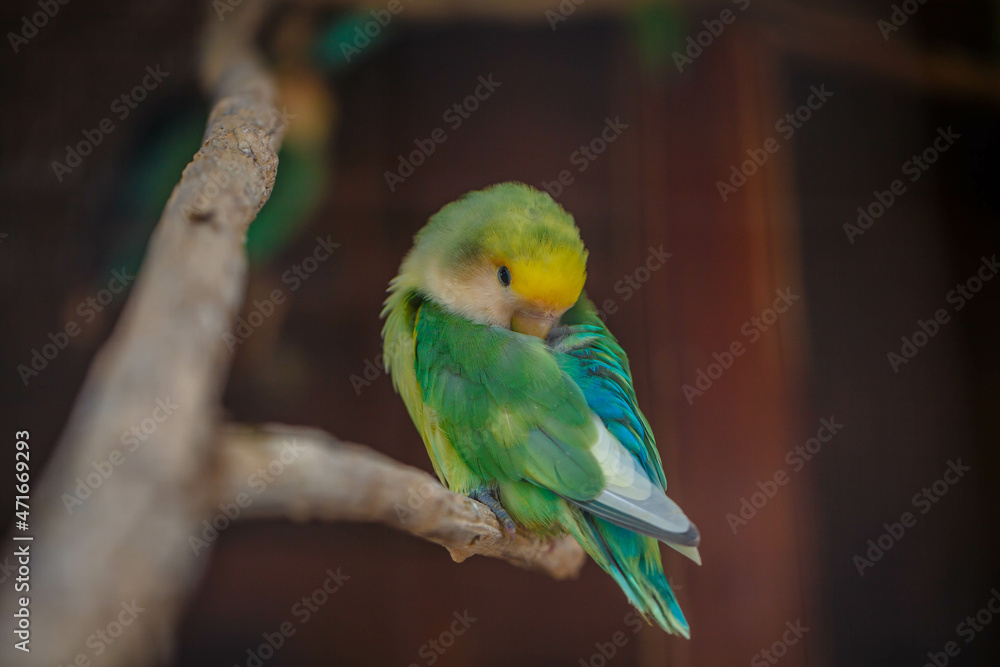 Sleepy green parrot on a cloudy day