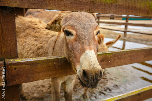 Friendly Donkey  in the paddock being social, contact farm, Donkey sticking face out of petting zoo fence. © popovatetiana