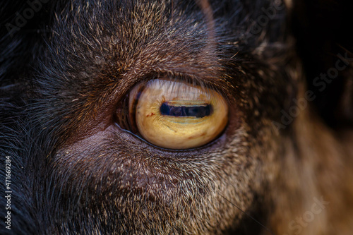 Close up of goat's eye