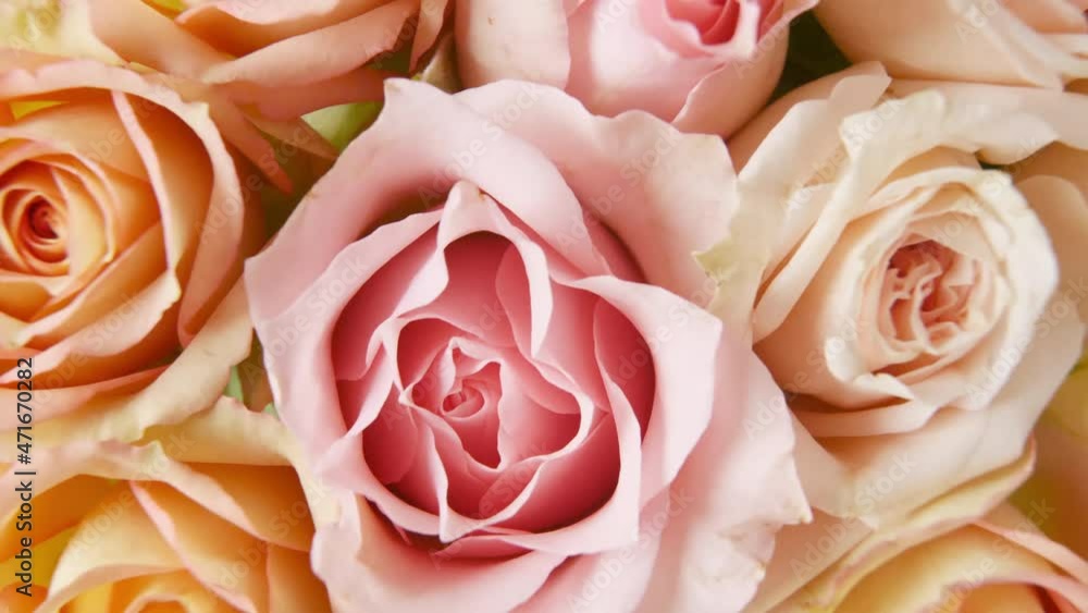 Beautiful pink rose rotating on white background, macro shot. Bud closeup. Petals of blooming pink rose flower open. High quality 4k footage Beautiful pink rose rotating on white background, macro shot. Bud closeup. Petals of blooming pink rose flower open. High quality 4k footage