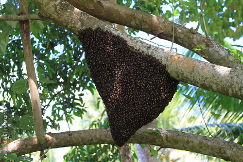bee hive of wild bees in Indonesia
