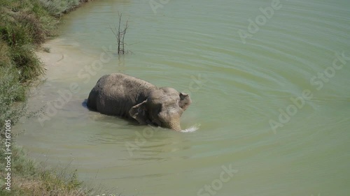 The Republic of Crimea. The city of Belogorsk. July 17, 2021. In Lviv Taigan Park, in hot weather, an elephant swims in a pond, and a white pelican swims nearby.