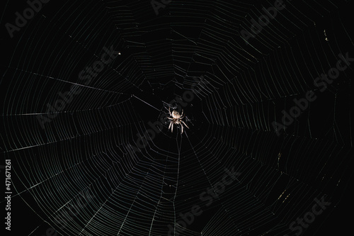 A spider sits on a web at night