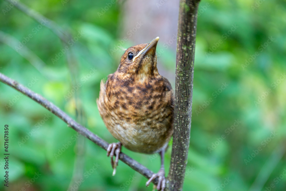 Fototapeta premium Juvenile common blackbird (Turdus merula), small brown bird with spotted plumage sitting on a tree branch in Puszcza Marianska Nature Reserve in Poland.