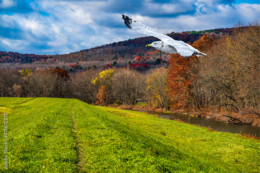 seagull flying through autumn landscape with mountains and clouds