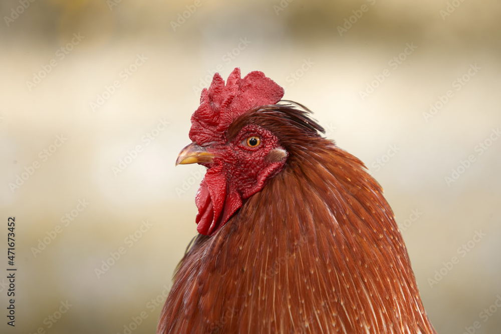 Close up of a red rooster