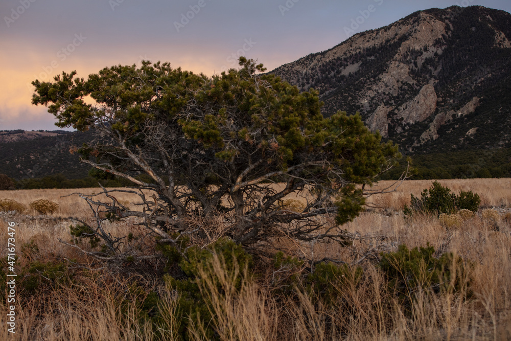 Great sand Dunes Tree at Blue Hour 
