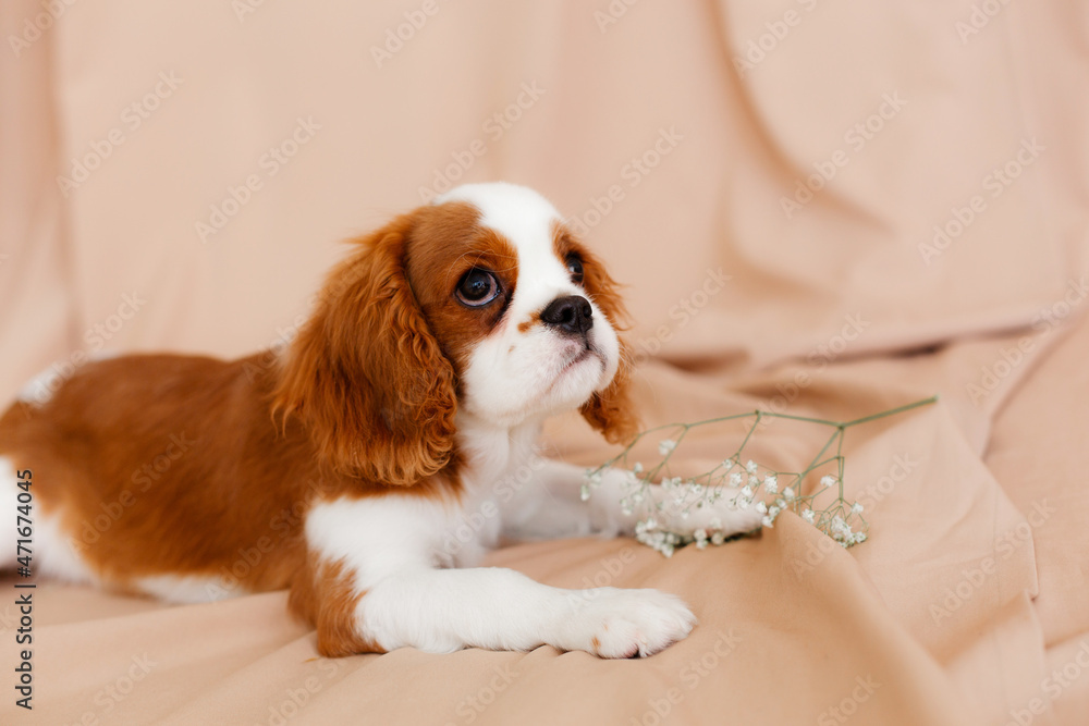 Cavalier King Charles Spaniel puppy sitting on beige fabric background.