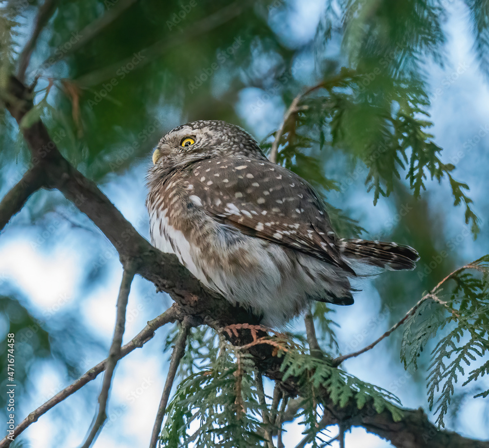 Sparrow owl sits on a tree branch Sparrow owl sits on a tree branch