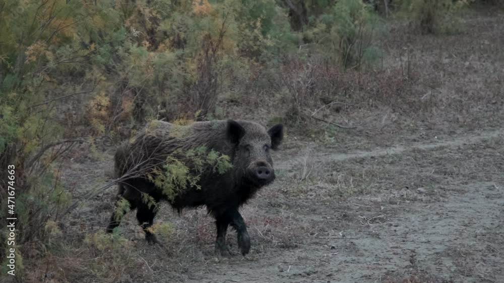 Wild boar (Sus scrofa) comes out of the forest Wild boar (Sus scrofa) comes out of the forest