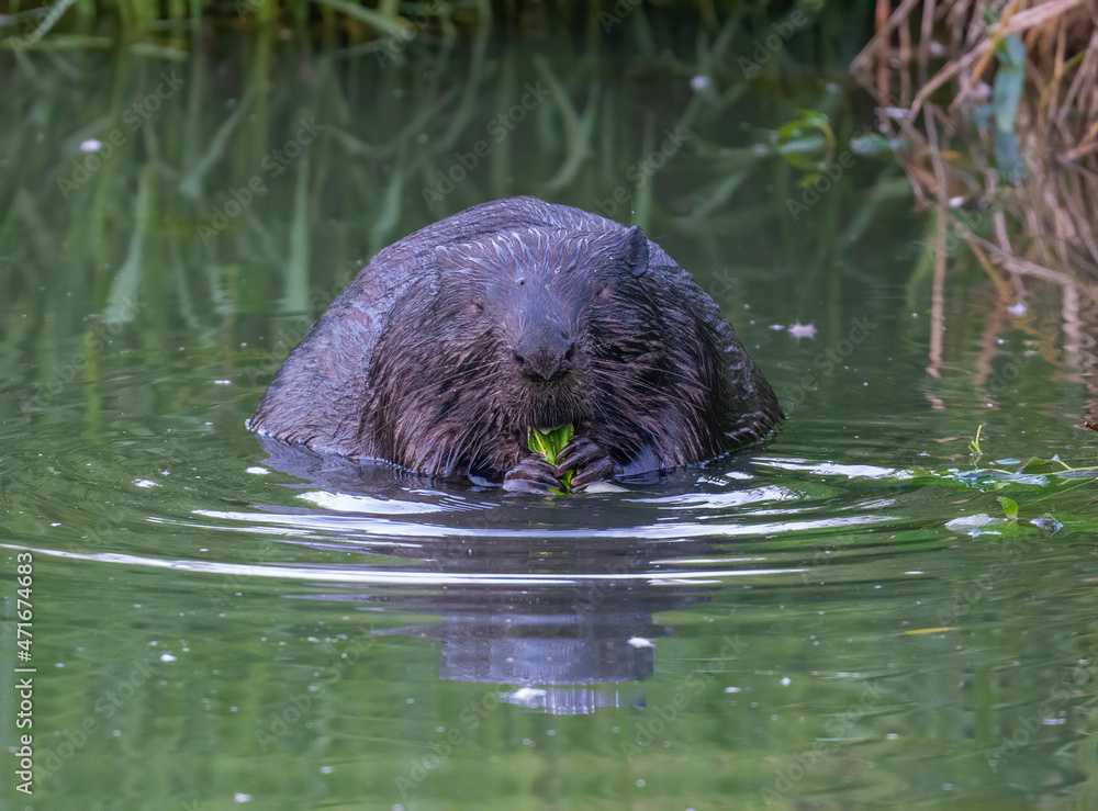 Beaver eats a tree branch in the river Beaver eats a tree branch in the river