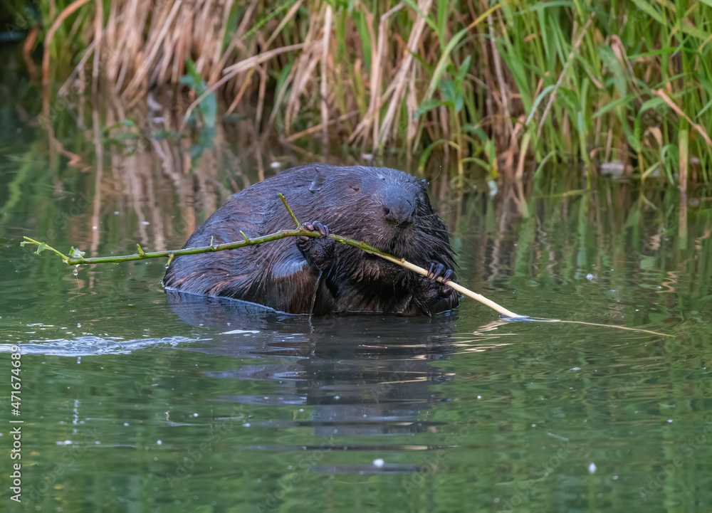 Beaver eats a tree branch in the river Beaver eats a tree branch in the river