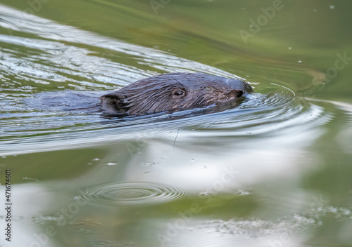 Beaver floats on the river