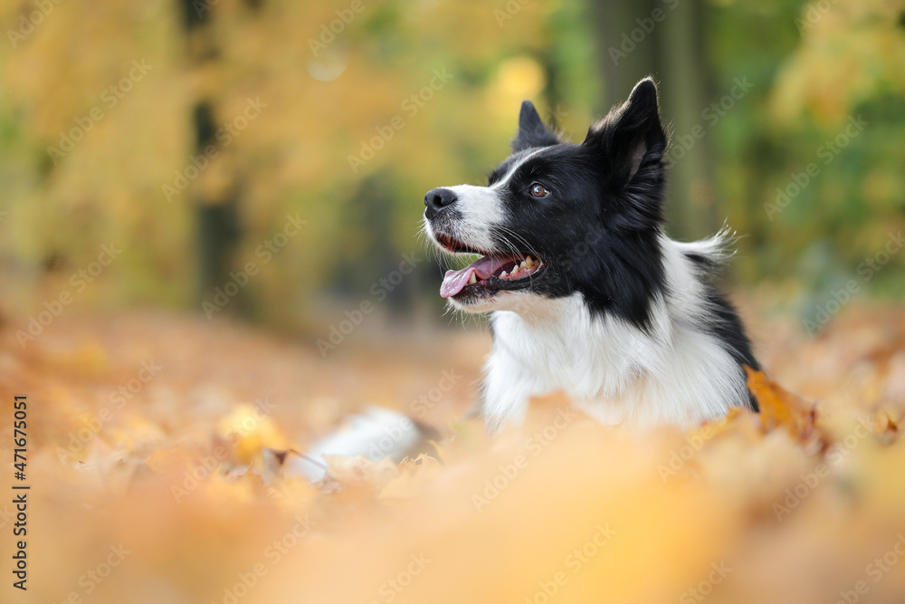 Black and White Border Collie Dog Lies Down in Colorful Leaves during Autumn. Adorable Pet Looking to Left in Nature during Fall Season.