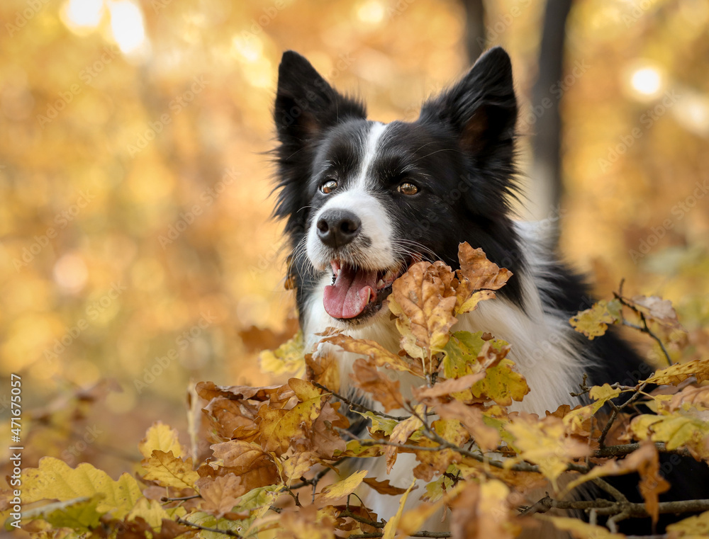 Head Portrait of Border Collie in front of Yellow Leaves in Autumn Forest. Happy Black and White Dog in Fall Nature. 