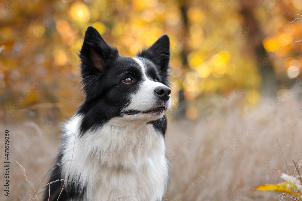 Fototapeta premium Attentive Border Collie in Forest with Yellow Colorful Background. Beautiful Portrait of Black and White Dog Outside during Autumn.
