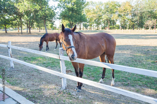 Beautiful horses on country farm standing along fence. Summer sunny day.  © mitarart
