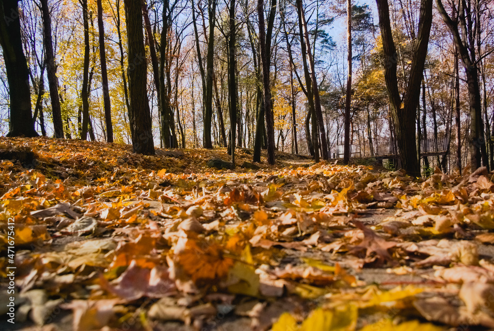 autumn in the forest