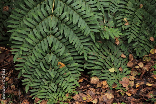 Green Fern Leaves in Autumn Close Up 