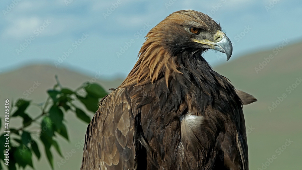 Obraz premium Mongolian eagle close up. MONGOLIA