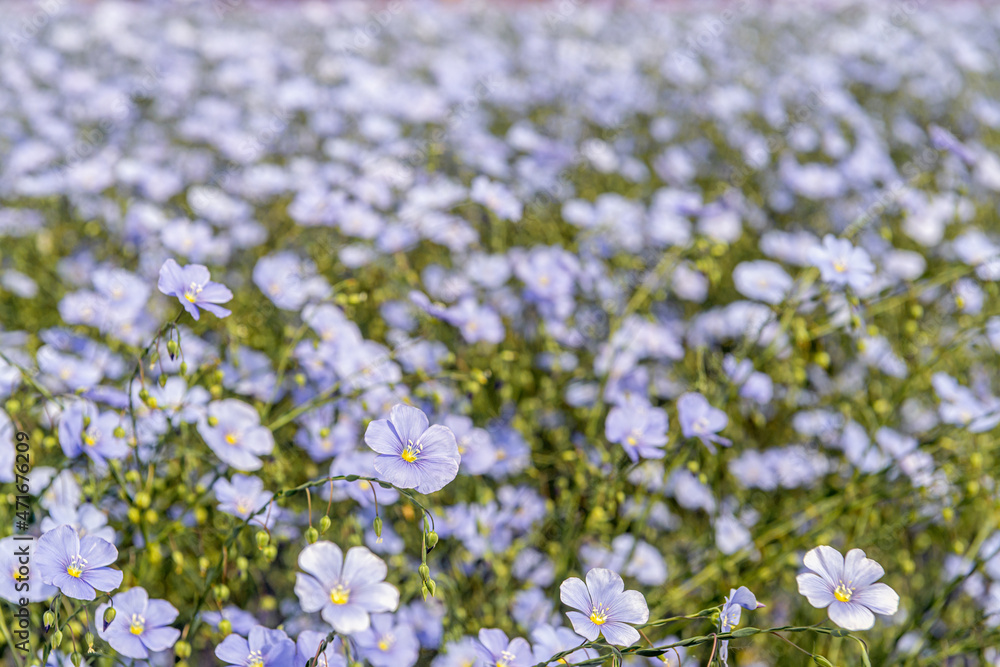 Pure pale blue flowering common flax plants on the field of a specialized grower near the village of Sint-Annaland on the former Dutch island of Tholen, province of Zeeland.