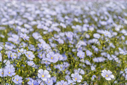 Pure pale blue flowering common flax plants on the field of a specialized grower near the village of Sint-Annaland on the former Dutch island of Tholen  province of Zeeland.