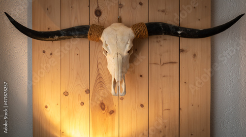 Animal skulls on a wooden background photo