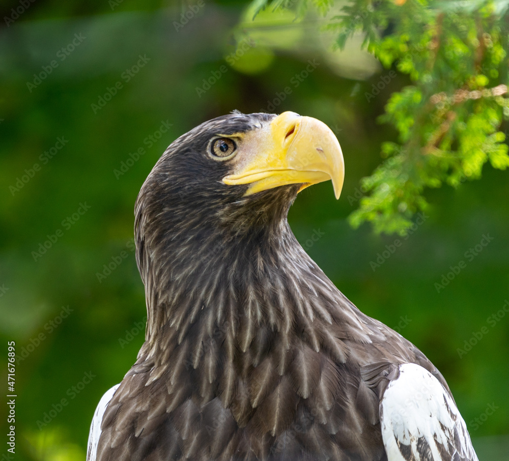 Fototapeta premium Stella's Sea Eagle. Taken at the Rosamond Gifford Zoo in Syracuse, New York. 