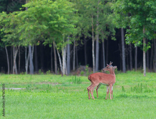 Two whitetail deer looking back