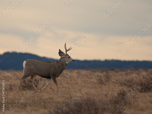 Mule deer walking in Montana