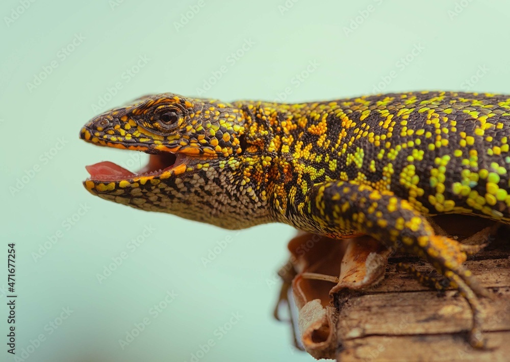 Obraz premium Small lizard opening its mouth