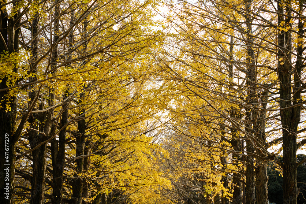 紅葉が綺麗な公園の木々