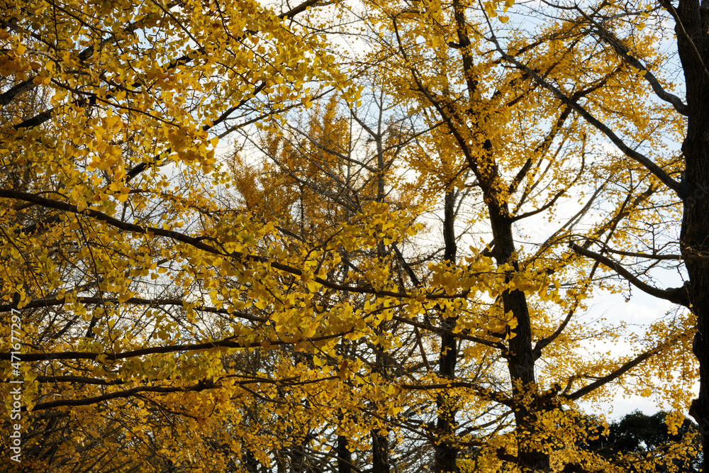 紅葉が綺麗な公園の木々 紅葉が綺麗な公園の木々