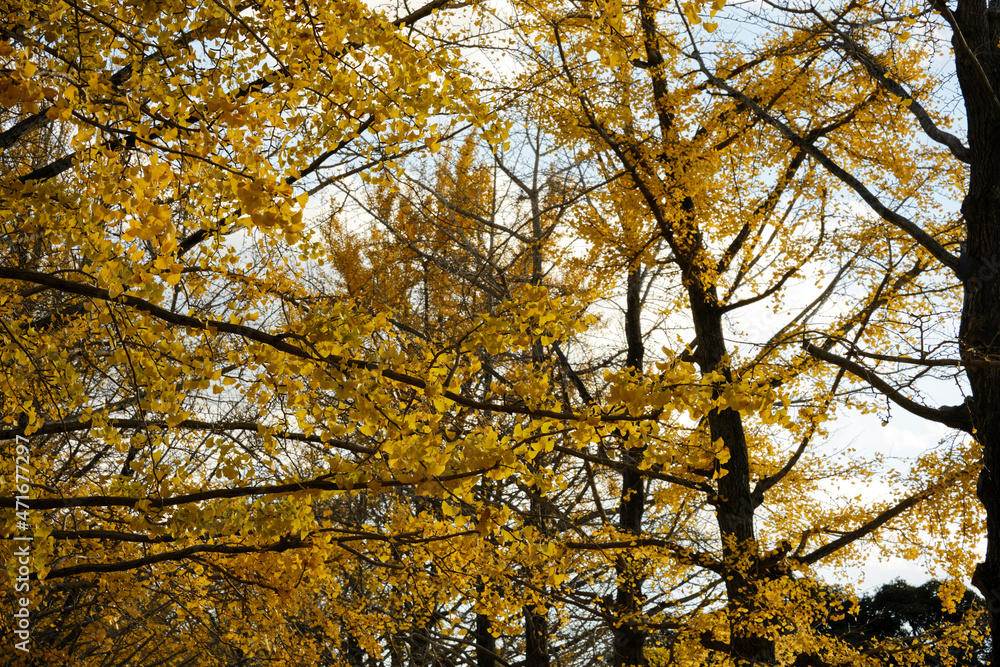 紅葉が綺麗な公園の木々