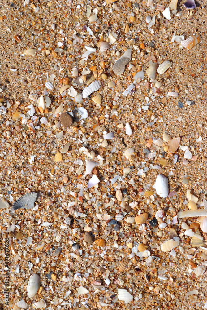 Close Up of Textured Surface of Sandy Beach with Broken Shells Close Up of Textured Surface of Sandy Beach with Broken Shells