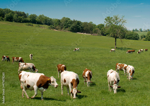 Troupeau de vaches montbéliardes à Arnans, Corveissiat, dans le Revermont de l'Ain, France