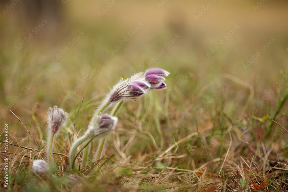 The early beautiful snowdrop flowers in the spring forest. Pulsatilla Purple flower. The early beautiful snowdrop flowers in the spring forest. Pulsatilla Purple flower.