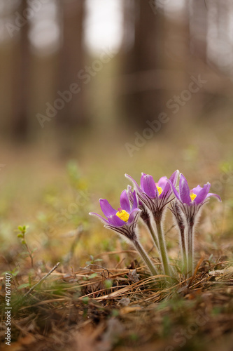 The early beautiful snowdrop flowers in the spring forest. Pulsatilla Purple flower.