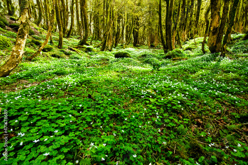 boxwood forest, green moss in the forest, kackar mountain national park