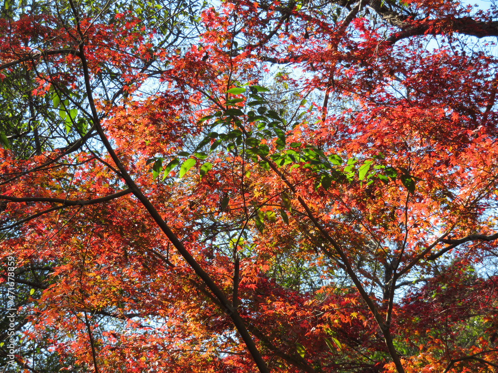 red leaves