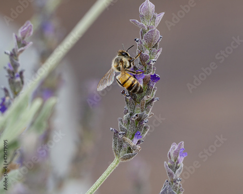 Abeja polinizando en lavanda photo