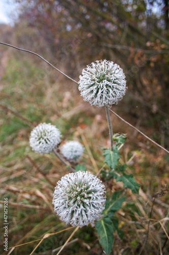 dandelions in the grass