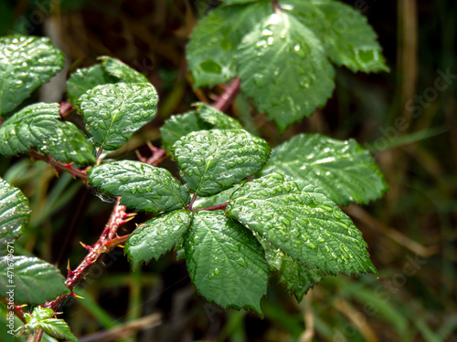 Wet blackberry leaves after a shower in a hedgerow photo