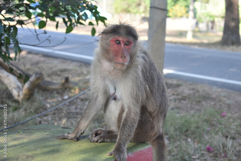 Naklejka premium Monkey is a common name that may refer to most mammals of the infraorder Simiiformes, also known as the simians