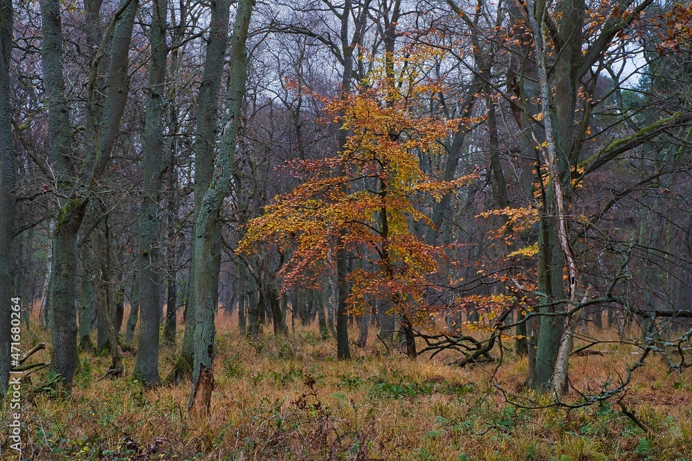 Fischland Natur outdoor autumn