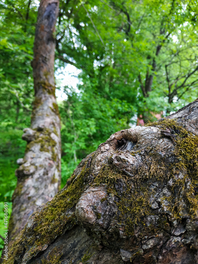 Rough curved wood with moss on the background of park greenery and trees Rough curved wood with moss on the background of park greenery and trees