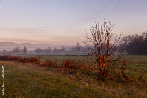 Sunrise illuminating a bare tree in red during a misty morning in a rural area, Quebec City, Quebec, Canada