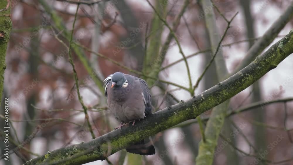 wild wood pigeon, Columba palumbus sitting in forest on branch of marsh oak Quercus palustris, concept ornithology, birds of Germany, fauna natural zones temperate zone of europe, nature protection wild wood pigeon, Columba palumbus sitting in forest on branch of marsh oak Quercus palustris, concept ornithology, birds of Germany, fauna natural zones temperate zone of europe, nature protection