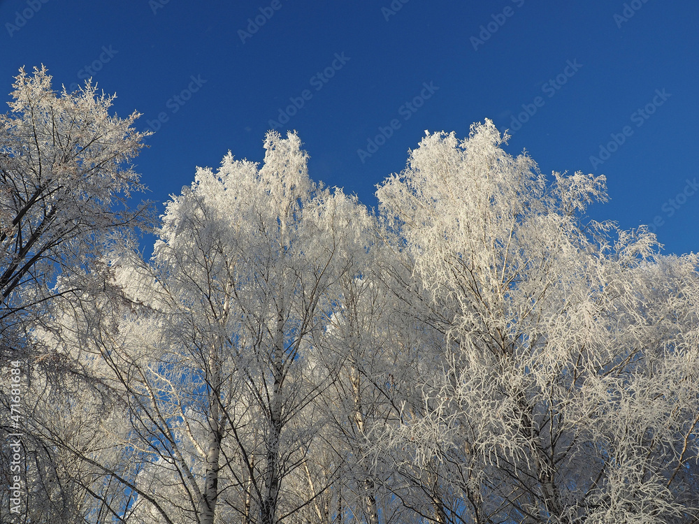 One winter frosty morning. A park. Trees covered with hoarfrost. Branches against the sky. Winter. Russia, Ural, Perm region. One winter frosty morning. A park. Trees covered with hoarfrost. Branches against the sky. Winter. Russia, Ural, Perm region.